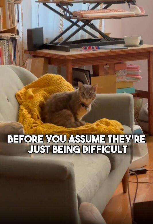 Cat avoiding the litter box? Here’s how to troubleshoot: