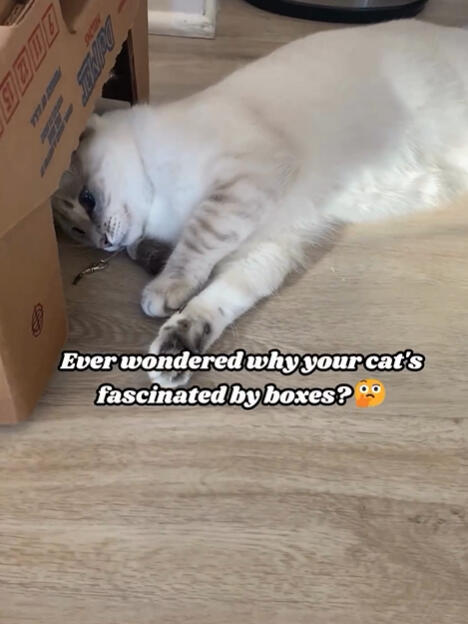 Ever wonder why cats are box enthusiasts? 💡