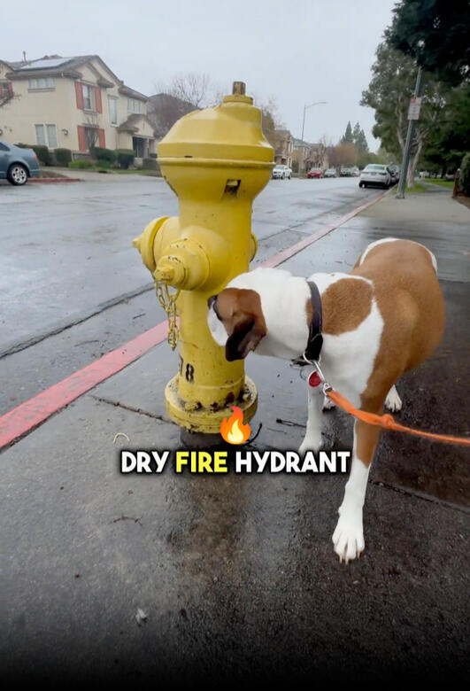 Let&#39;s talk about walking your dog in the rain...